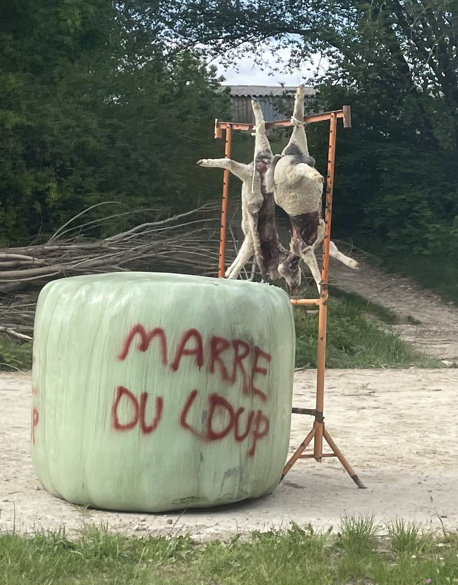 petitesab's tweet photo. Vu aujourd’hui au fin fond de la campagne. Je pense que les éleveurs de la Meuse en ont marres …. #loup #agriculteurs #agriculteur #meuse #france #wolf https://t.co/PDGun6W35X