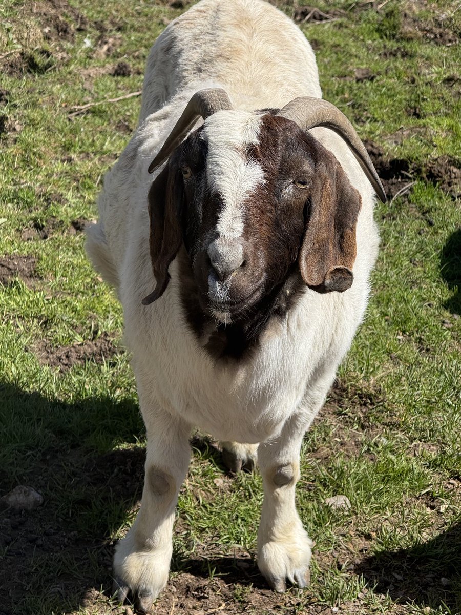 Any time you’re on an assignment and there are goats, it’s a good day.
