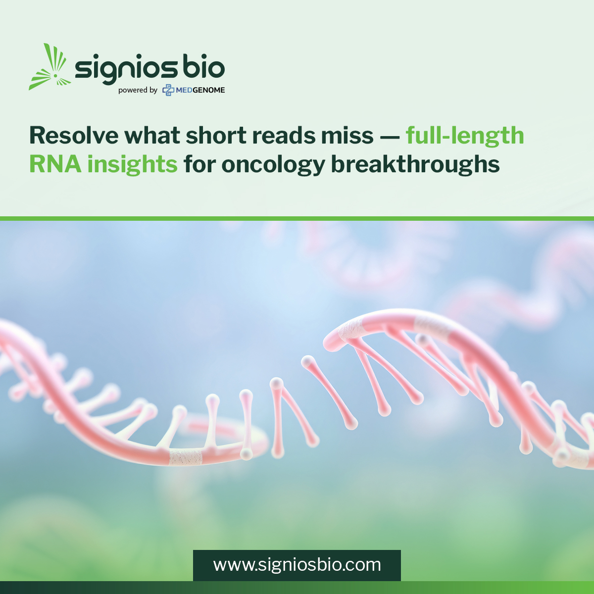 Short-read RNA-seq missing key cancer transcript details? #SigniosBio's long-read RNAseq provides full-length clarity on isoforms, fusions &amp; splice variants. Get in touch to learn more. hubs.ly/Q03l4XHq0  #IsoSeq #HiFiSequencing #RNA #CancerResearch #ScienceOfSignals