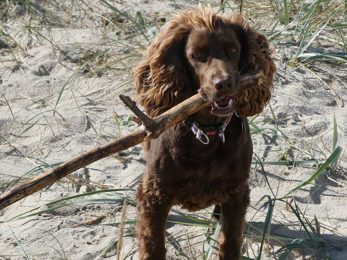 A sad day today … Rosie (my parents cocker and Monty’s best friend) left us for the rainbow bridge.  She was the bestest girl and very much loved.  Sleep tight poppet ❤️🌈