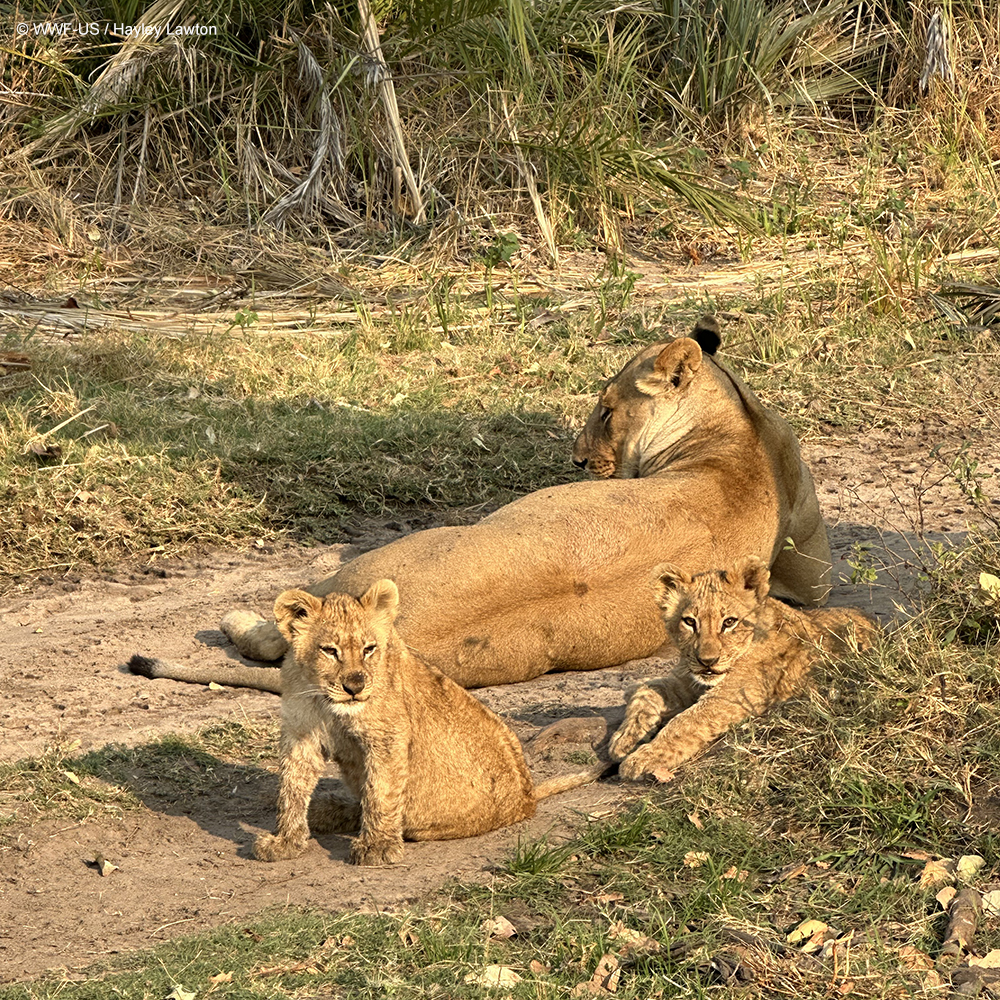 For those of us in the U.S., Mother’s Day is around the corner, and we want to give a special shout-out to mothers from all walks of life. Especially those who raise rambunctious cubs! Tag your mom below!
 
Image captured on a Natural Habitat Adventures trip in Botswana.