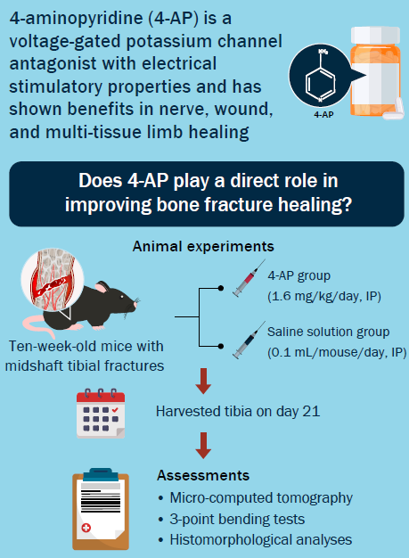 jbjs's tweet photo. "4-Aminopyridine Promotes BMP2 Expression and Accelerates Tibial Fracture Healing in Mice" by Ellur et al. 

#basicscience

https://t.co/iyTCui3Qxs https://t.co/i7g9yW2n1G