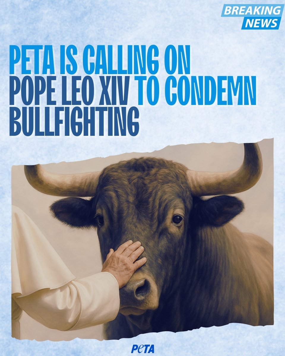We welcome the news of the appointment of Pope Leo XIV.

We hope that he'll honour Pope Francis’ legacy by doing what he surely would have done had he had more time, given his deep love for all of God’s creation: cut the Catholic Church’s ties to bullfighting.