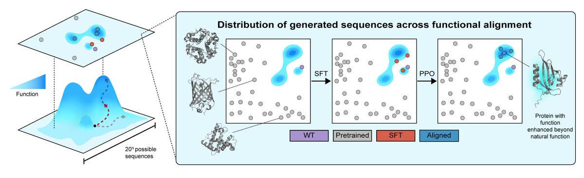 Nathaniel Blalock (@nathanielblalo2) on Twitter photo We are excited at the <a href="/romerolab1/">Romero lab</a> to share our new preprint introducing RLXF for the functional alignment of protein language models (pLMs) with experimentally derived notions of biomolecular function! We are excited at the <a href="/romerolab1/">Romero lab</a> to share our new preprint introducing RLXF for the functional alignment of protein language models (pLMs) with experimentally derived notions of biomolecular function!
