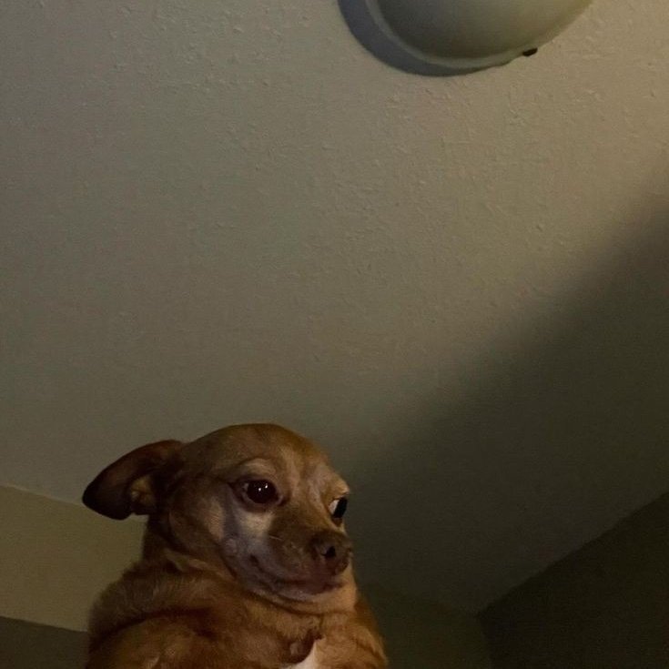 Un día más sin que estemos cerca del Apocalipsis. 🥲

#HabemusPapam #Nostradamus