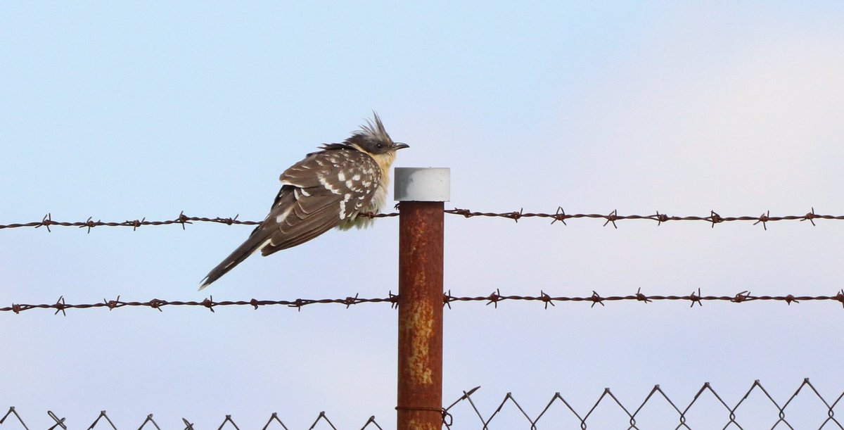 In mid-April I went to the central region of Spain (Extremadura, Salamanca &amp; Zamora) and I had a great time birding with some friends of mine with a Bonaparte's Gull as the highlight of the trip, the 1st record for Castilla y León. Also many other cool birds!