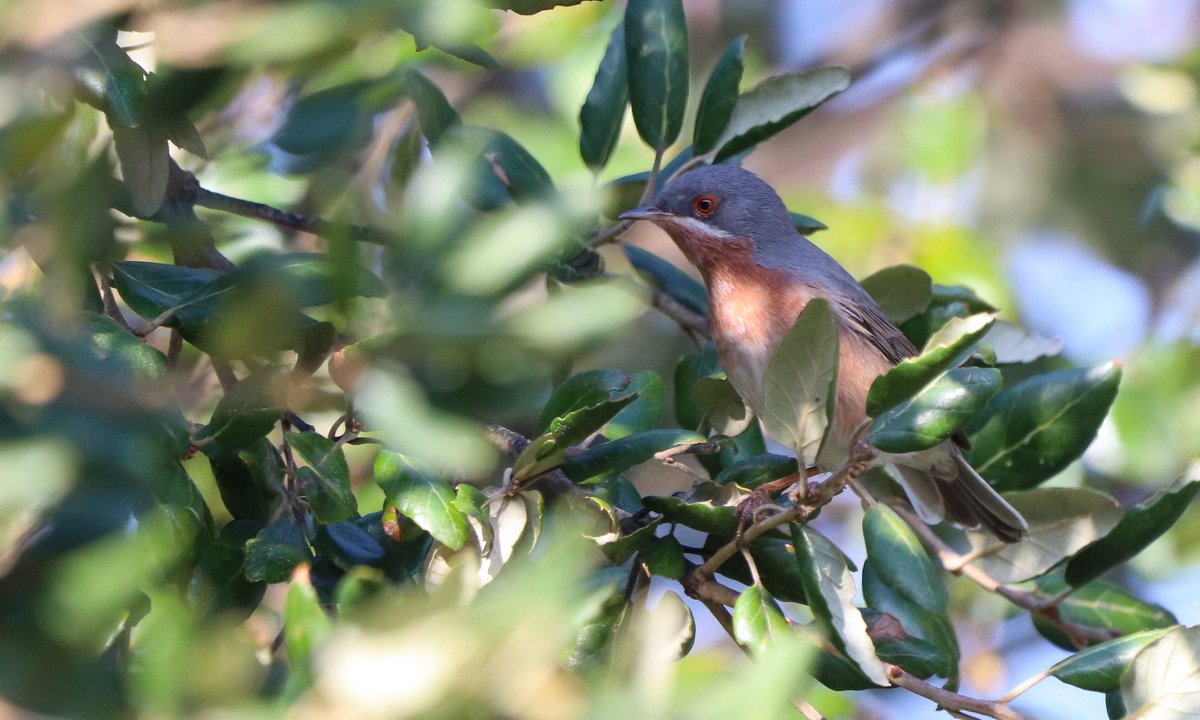 This April in the LP has been a bit crazy... I found many good birds such as Humei's Warbler, Middle-spotted Woodpecker, Pallid Harrier, W Subalpine Warbler, Alpestris race Ring Ouzel, Temminck's Stint, Little Bitterns, Tawny Pipit... Along with many other species and numbers.