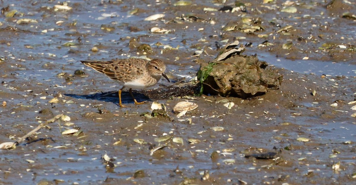 DavidSU26's tweet photo. This April in the LP has been a bit crazy... I found many good birds such as Humei's Warbler, Middle-spotted Woodpecker, Pallid Harrier, W Subalpine Warbler, Alpestris race Ring Ouzel, Temminck's Stint, Little Bitterns, Tawny Pipit... Along with many other species and numbers. https://t.co/t5xlSXZyvA