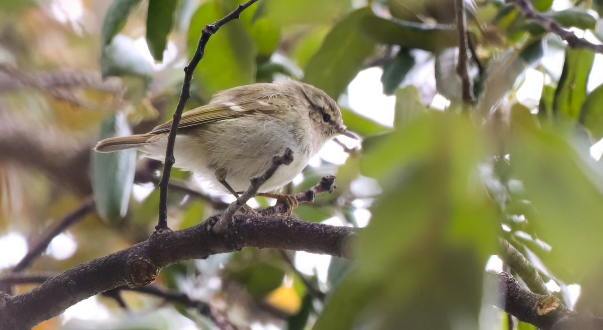 DavidSU26's tweet photo. This April in the LP has been a bit crazy... I found many good birds such as Humei's Warbler, Middle-spotted Woodpecker, Pallid Harrier, W Subalpine Warbler, Alpestris race Ring Ouzel, Temminck's Stint, Little Bitterns, Tawny Pipit... Along with many other species and numbers. https://t.co/t5xlSXZyvA