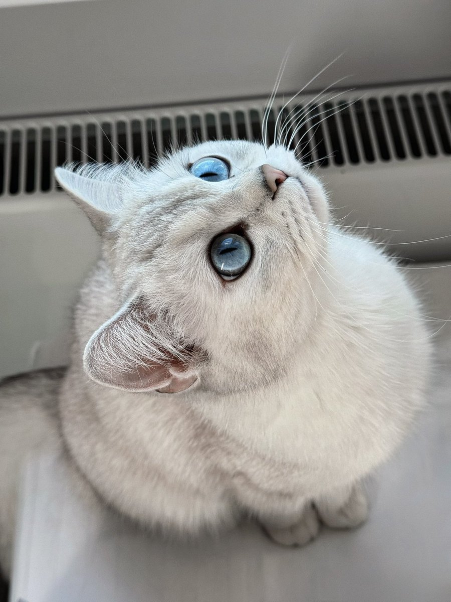 felvelial's tweet image. Those eyes… 🩵