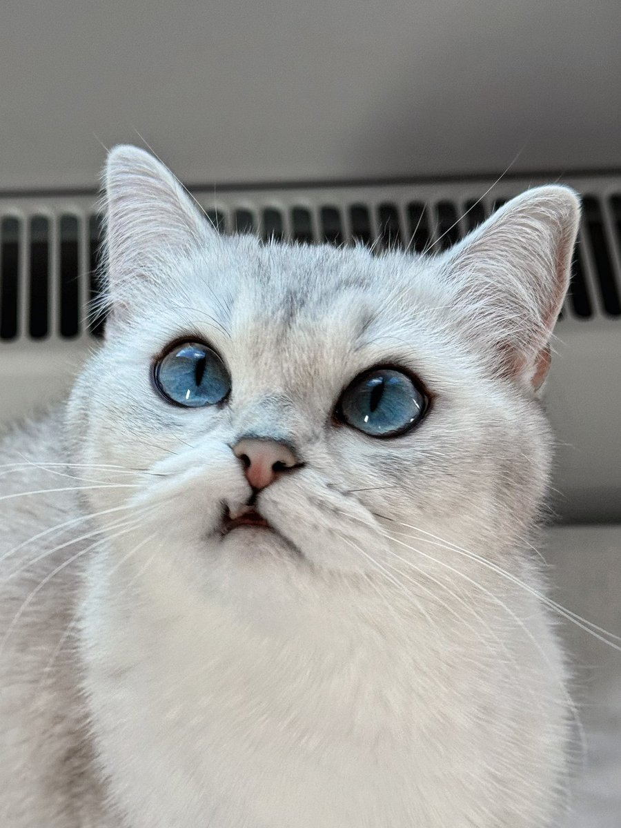 felvelial's tweet image. Those eyes… 🩵
