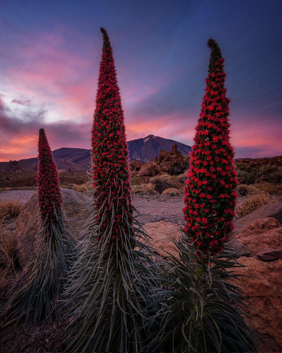 ¡Qué época más bonita esta que se nos avecina!

#Tenerife #Canarias #Teide
