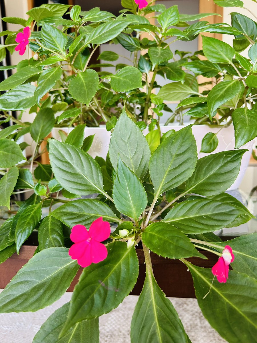 evimizin neşesi

gider biri
gelir biri
bir bir BİR’ler hepsi

evimizin neşesi