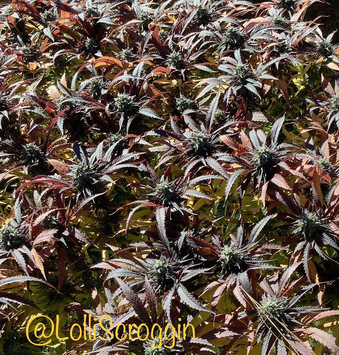 The beautiful colors of fall! 
Recycled Earth 
Road Kill Skunk x MCSlurry BX2 
Grown by <a href="/LolliScroggin/">Lolli Scroggin</a>