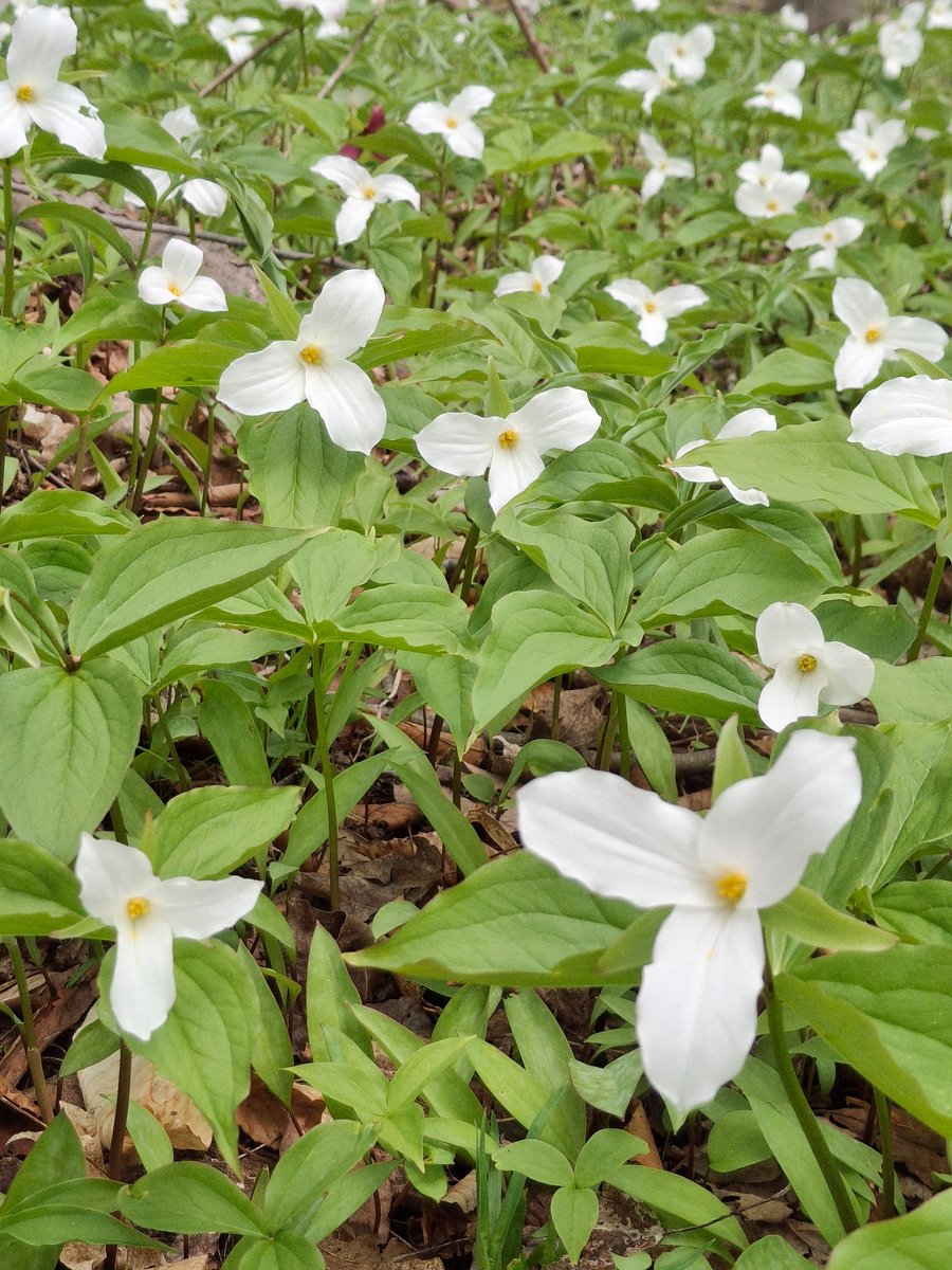 It's that time of the year! Trillium!