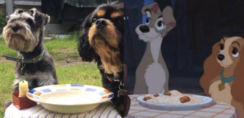 fabiand's tweet photo. @charliersmith1 So glad to hear you’re feeling better. Take care 🤗 Here’s a photo of my Cavalier Star with her Schnauzer friend Bailey 🐶 🐶 https://t.co/zNrbqp3NsE