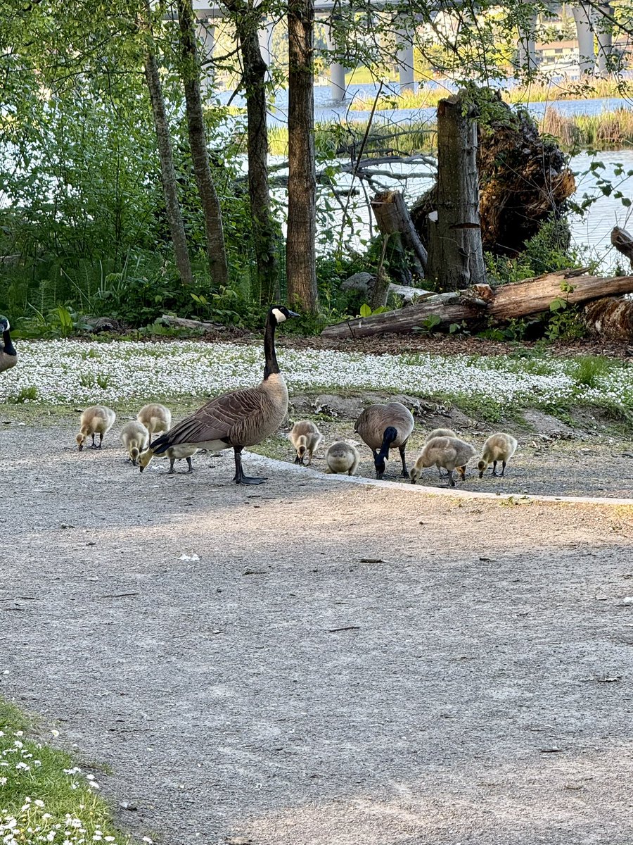 ActumRealty's tweet photo. Just a taste of the PNW as “Real Spring” begins!

#NatureVibes #WildlifeEncounters  #BirdwatchingBliss  #BaldEagleMajesty  #WoodpeckerWonders  #GeeseByTheLake #Nature 
#DreamViews #RealEstateLifestyle  #LiveWhereYouLove  #Seattle #PNW https://t.co/uyeufEUy1I