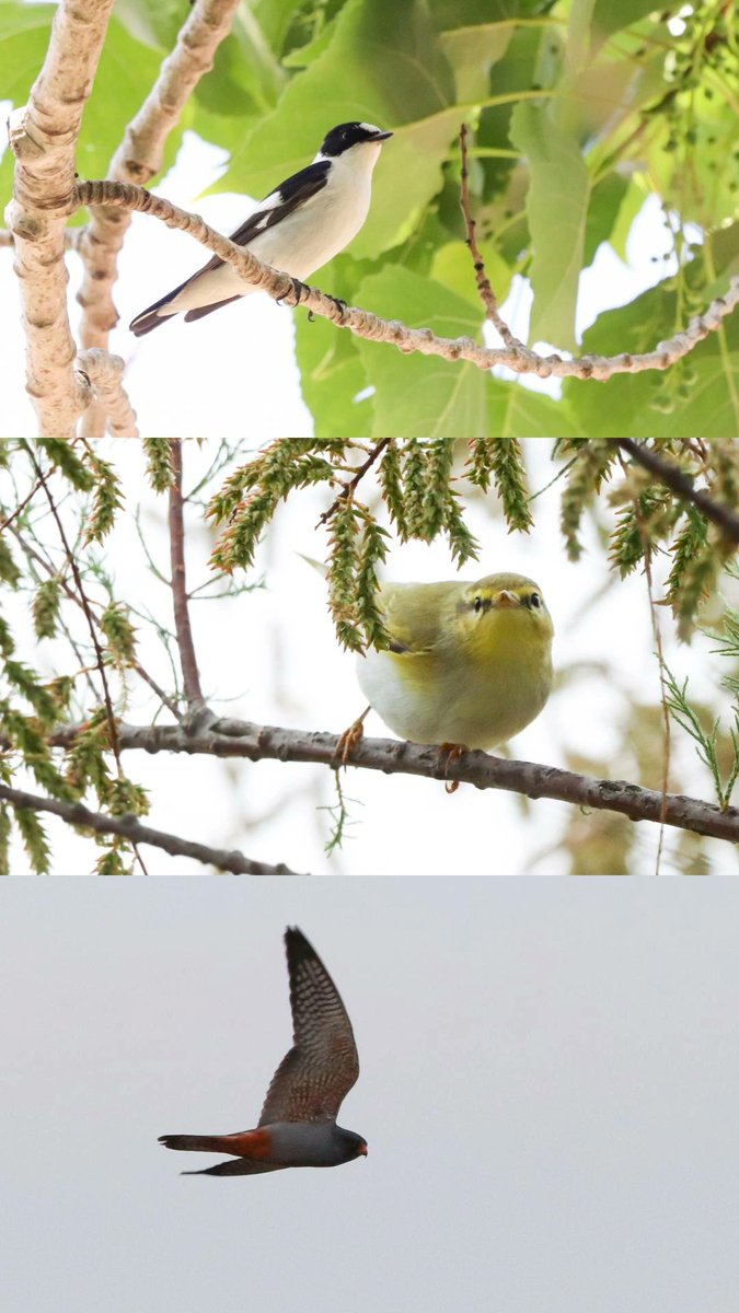 The first 4 days of May I went with some friends of mine to the Ebro Delta. We experienced an arrival of scarce birds such as Icterine, W-Olivaceous &amp; Wood Warblers, RT Pipits, RF Falcon, Pacific Golden Plover, WWB Terns and a Collared Fly. We also found a Shore Lark.