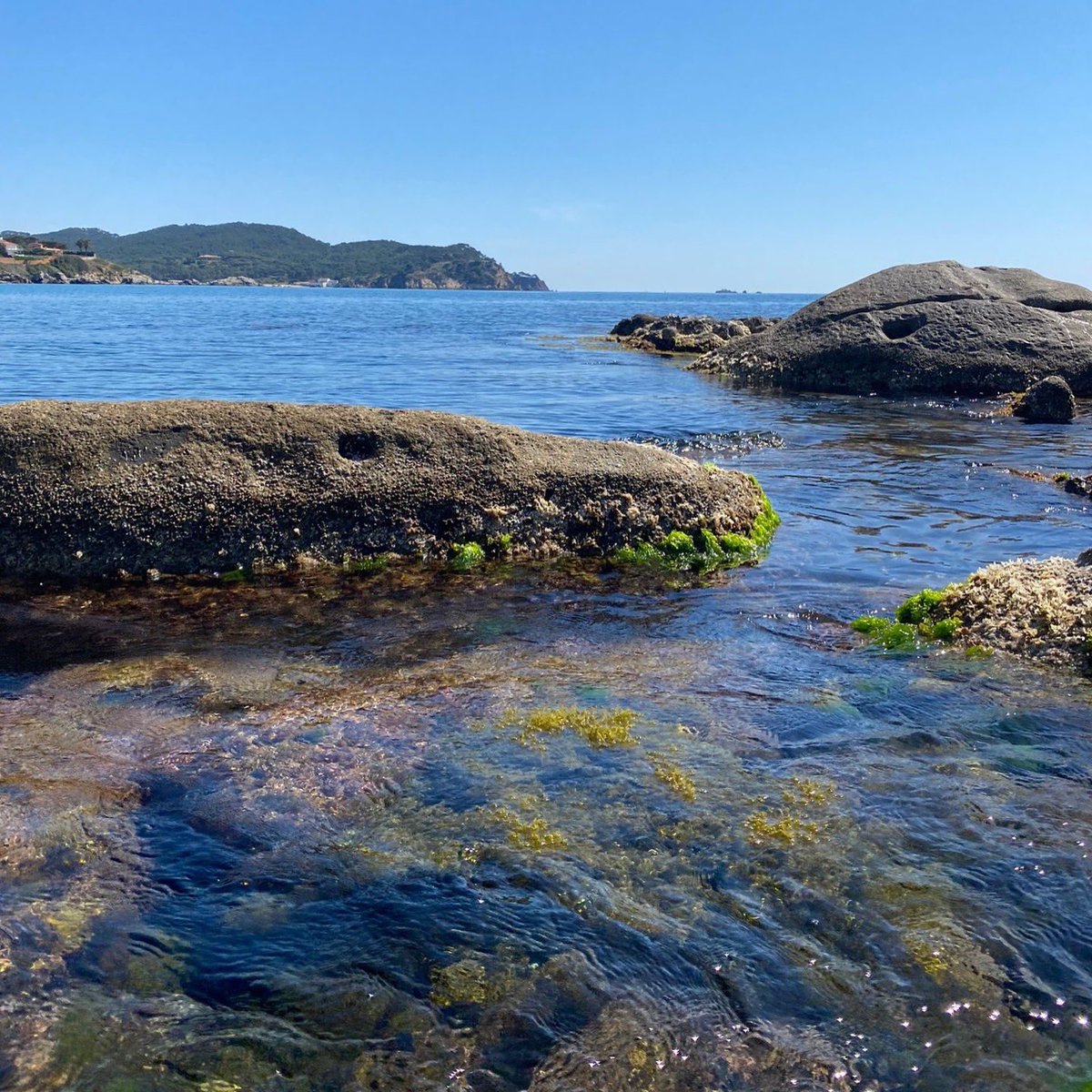 Ens encanten les sortides de camp! 🪸

I més si són amb un mar com el que hi havia avui 🩵
I amb visites com la de la sepia que ens ha vingut a veure a les roques 🦑