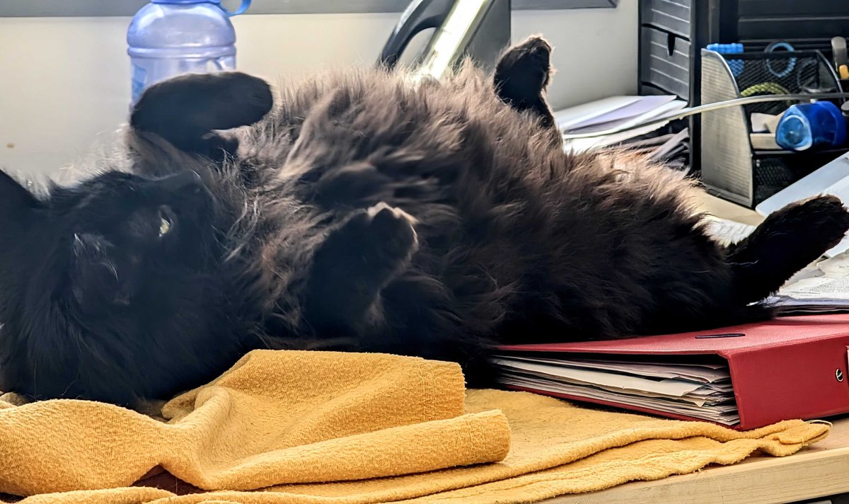 Trying to snooze around a busy office team is not always easy according to cheese 😆