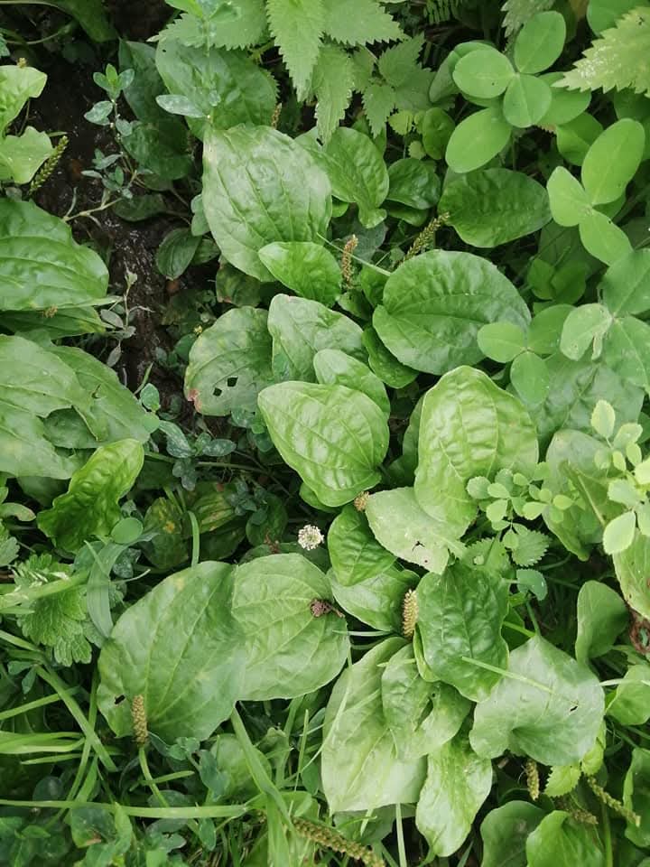 Bugün yine sıradışı bir bitki olan SİNİR OTU'na  misafir olduk. 
Yüzyıllardan beri tıbbi çalışmalarda yaygın olarak kullanılan sinir otu bitkisi anti inflamatuar ve antibakteriyel özellikler taşır. Kozmetik ve ilaç endüstrisinin büyük ilgi gösterdiği bitki, birçok cilt kremi