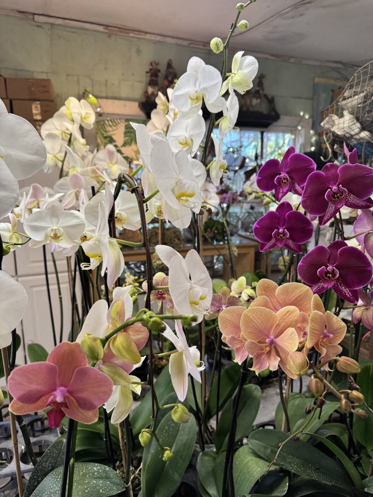 Mother's Day orchids are in! We have a beautiful selection of Premium Phalaenopsis, huge Cattleyas, some of the biggest orchids you will ever see and some of the most exotic blooms you can dream of. We have premade arrangements ready for those in a rush as well. Come see us!