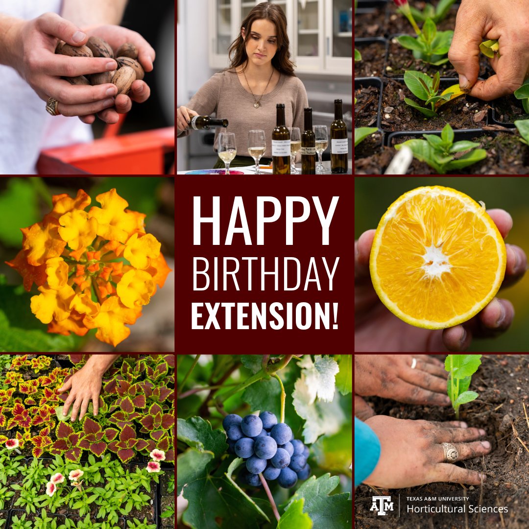 Texas A&M Horticultural Sciences (@tamuhort) on Twitter photo Today we celebrate another year of serving Texans! Since 1914, Extension programs have committed to delivering research-based education to help improve lives. Here’s to many more years of impactful service and growth. Tell us how <a href="/txextension/">Texas A&M AgriLife Extension Service</a> has impacted you! #HappyBdayExtension Today we celebrate another year of serving Texans! Since 1914, Extension programs have committed to delivering research-based education to help improve lives. Here’s to many more years of impactful service and growth. Tell us how <a href="/txextension/">Texas A&M AgriLife Extension Service</a> has impacted you! #HappyBdayExtension