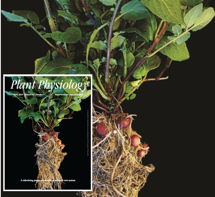 The April 2025 issue of Plant Physiology from <a href="/ASPB/">ASPB</a> <a href="/OxUniPress/">Oxford University Press</a> is now COMPLETE! academic.oup.com/plphys/issue/1…  #PlantSci
