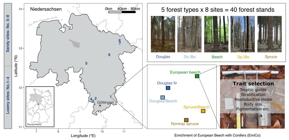 Ecological Applications (@esaapplications) on Twitter photo 🆕 in <a href="/ESAApplications/">Ecological Applications</a>: Growing native & non-native trees together in plantations protects soil biodiversity by reducing impacts on decomposers
📄Mixed forests with native species mitigate impacts of introduced Douglas fir on soil decomposers (Collembola)
doi.org/10.1002/eap.70… 🆕 in <a href="/ESAApplications/">Ecological Applications</a>: Growing native & non-native trees together in plantations protects soil biodiversity by reducing impacts on decomposers
📄Mixed forests with native species mitigate impacts of introduced Douglas fir on soil decomposers (Collembola)
doi.org/10.1002/eap.70…