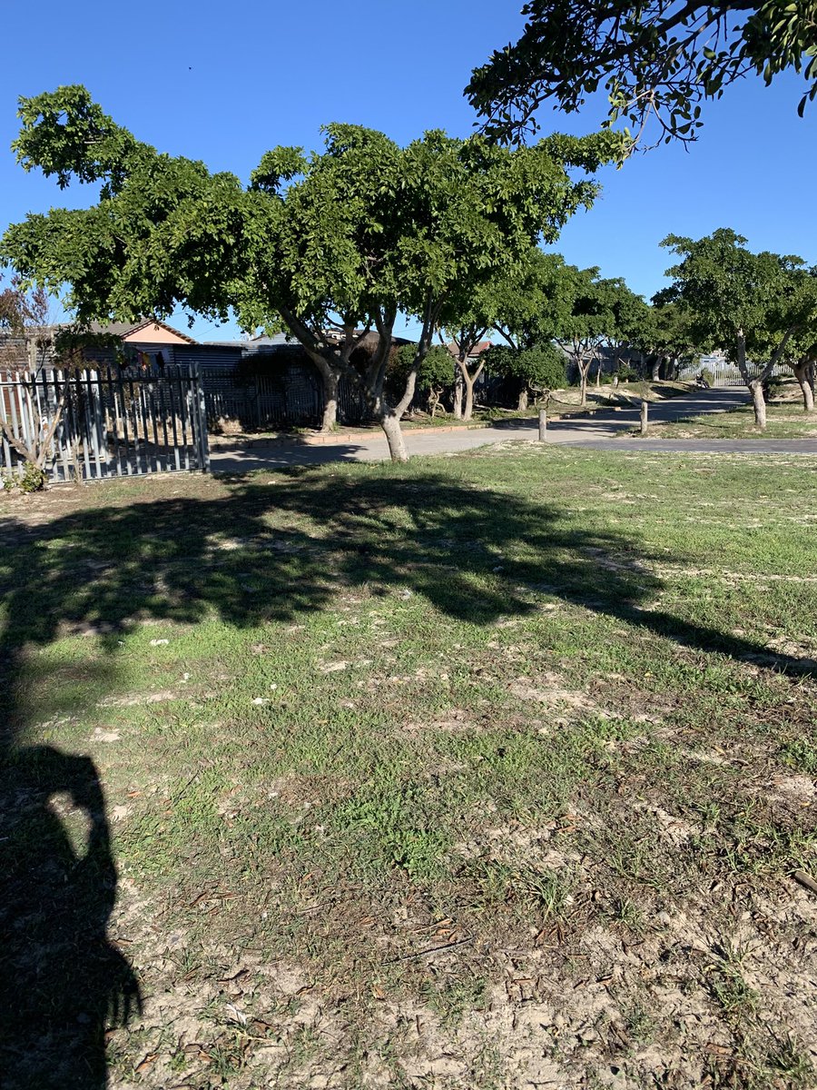 QUALO_WILLIAMS's tweet photo. Plant a tree?Why?
Trees are for oxygen production.
Green spaces can reduce stress and anxiety.Trees support biodiversity and help in noise reduction. #CPUTMediaCreatives 
#Greenkhaltsha
#TreesForLife https://t.co/ZjDaAbYDOo