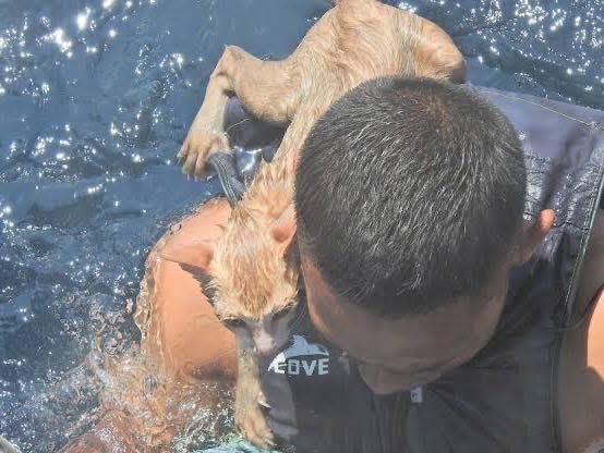 Nadó contra el fuego y el humo. Subió uno a uno a su espalda.
Y regresó con ellos aferrados a su cuello, como si supieran que aquel humano no los dejaría caer.

Las imágenes del rescate dieron la vuelta al mundo.
Y no por espectacular, sino por lo que nos recordó: La compasión no