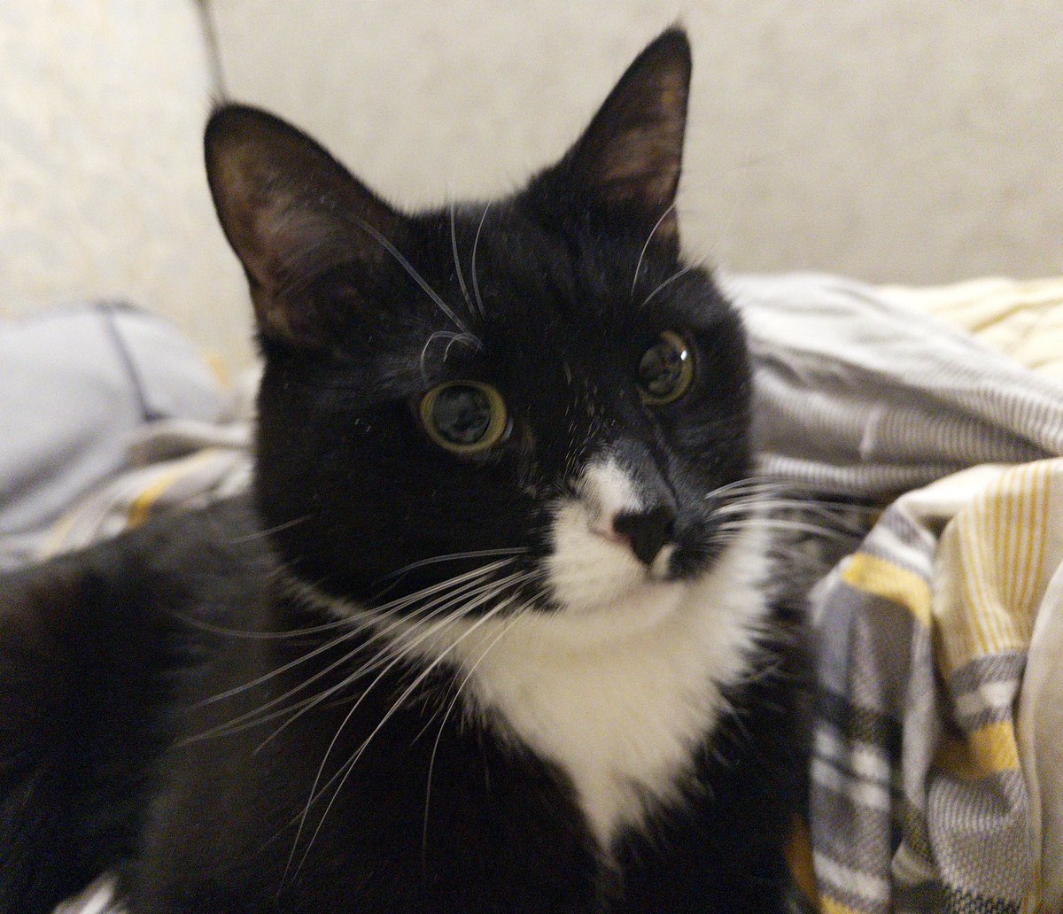 зачем я делюсь в интернете своим хуёвым мрачным опытом когда у меня есть кот

смотрите какая мордочка тупая