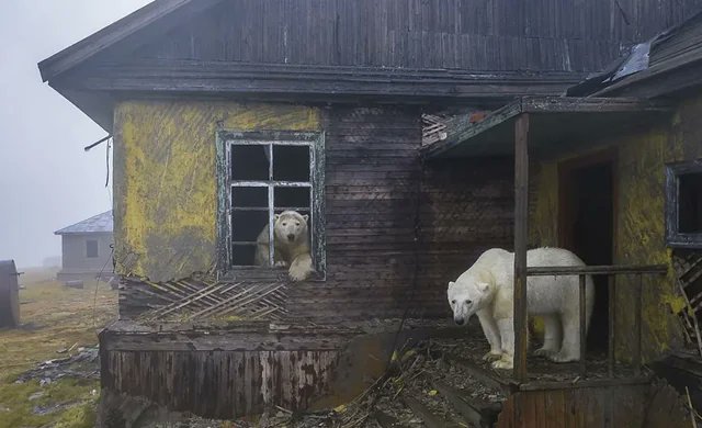 LonggAgo's tweet image. Photographer captures an iconic image of polar bears taking refuge in abandoned building on a Russian Island.