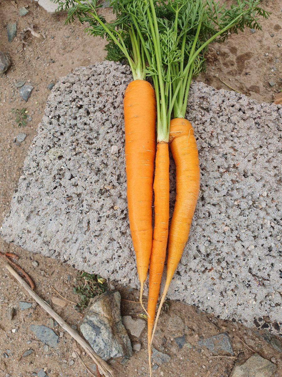 من بداية شهر مارس بداية انتاج الجزر والى الان والجزر مستمر معنا لم ينقطع الانتاج لاني زرعته على دفعات زراعة عضوية 100% وهذا تصوير اليوم 👇🏽