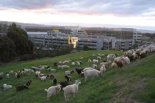 LonggAgo's tweet image. In 2009, Google paid a local company to bring about 200 goats to its campus for a week to munch on the grass instead of using lawnmowers