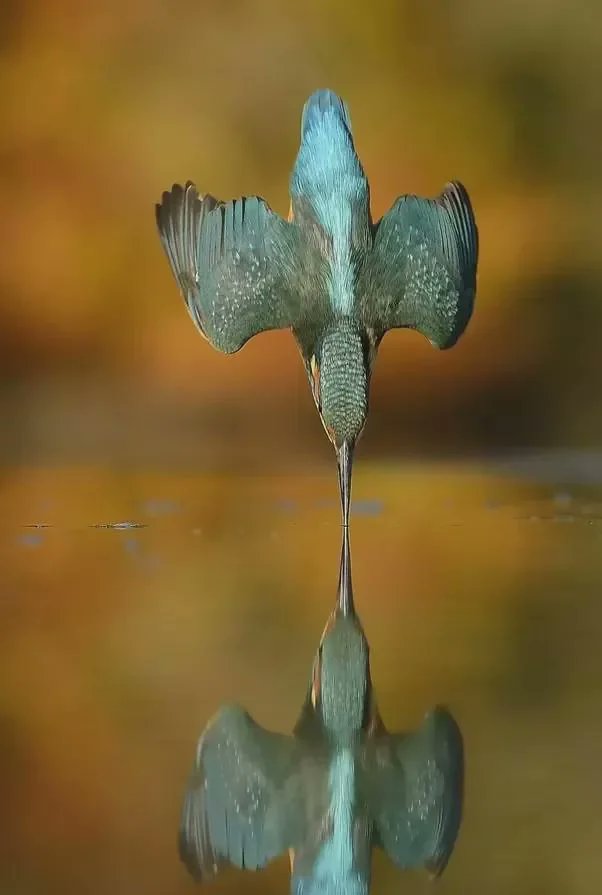 LonggAgo's tweet image. Scottish wildlife photographer Alan McFadyen set out to capture a kingfisher diving with no splash, no ripples and no drops. 6 years and 720,000 shots later, he finally got the shot.
