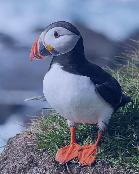 David Ries (@itsmyuvula) on Twitter photo If only Vatican City was in the North Atlantic or North Pacific, we could herald the Puffin of White Smoke….I’ll show myself out. <a href="/amandadeibert/">Amanda Deibert</a>, <a href="/MiraSorvino/">Mira Sorvino</a>, <a href="/ProfNich/">CurmudgeonAtLarge</a>, <a href="/SteveRushin/">Steve Rushin</a>, <a href="/stevestone/">Steve Stone</a>, <a href="/StuckeyStop/">Stephanie Stuckey</a>, <a href="/MintMilana/">Milana Vayntrub</a>, <a href="/CatStaggs/">Cat Staggs</a>, <a href="/HCaseInPoint/">Heather Case</a>, @michgs, <a href="/DrMelodyMcCloud/">Melody McCloud, M.D.</a> If only Vatican City was in the North Atlantic or North Pacific, we could herald the Puffin of White Smoke….I’ll show myself out. <a href="/amandadeibert/">Amanda Deibert</a>, <a href="/MiraSorvino/">Mira Sorvino</a>, <a href="/ProfNich/">CurmudgeonAtLarge</a>, <a href="/SteveRushin/">Steve Rushin</a>, <a href="/stevestone/">Steve Stone</a>, <a href="/StuckeyStop/">Stephanie Stuckey</a>, <a href="/MintMilana/">Milana Vayntrub</a>, <a href="/CatStaggs/">Cat Staggs</a>, <a href="/HCaseInPoint/">Heather Case</a>, @michgs, <a href="/DrMelodyMcCloud/">Melody McCloud, M.D.</a>