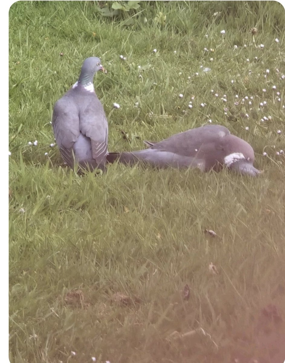 Caption this. In the garden getting the freak on at least he died happy 😜