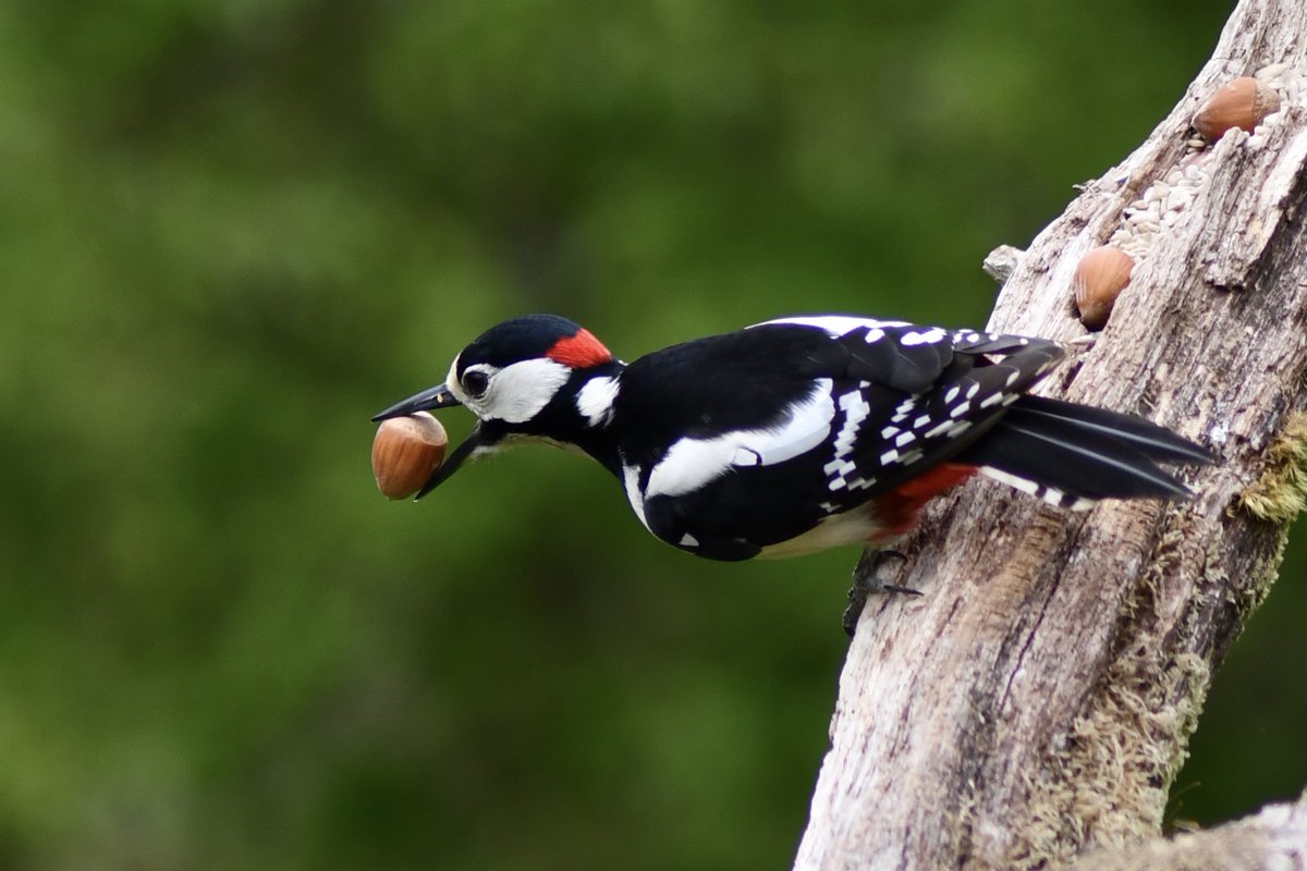 My favourite photo of the day 🌞 taken at Wild intrigue Haweswater #woodpecker #haweswater #wildlife #photography <a href="/Natures_Voice/">RSPB</a> <a href="/lakedistrictnpa/">Lake District</a>