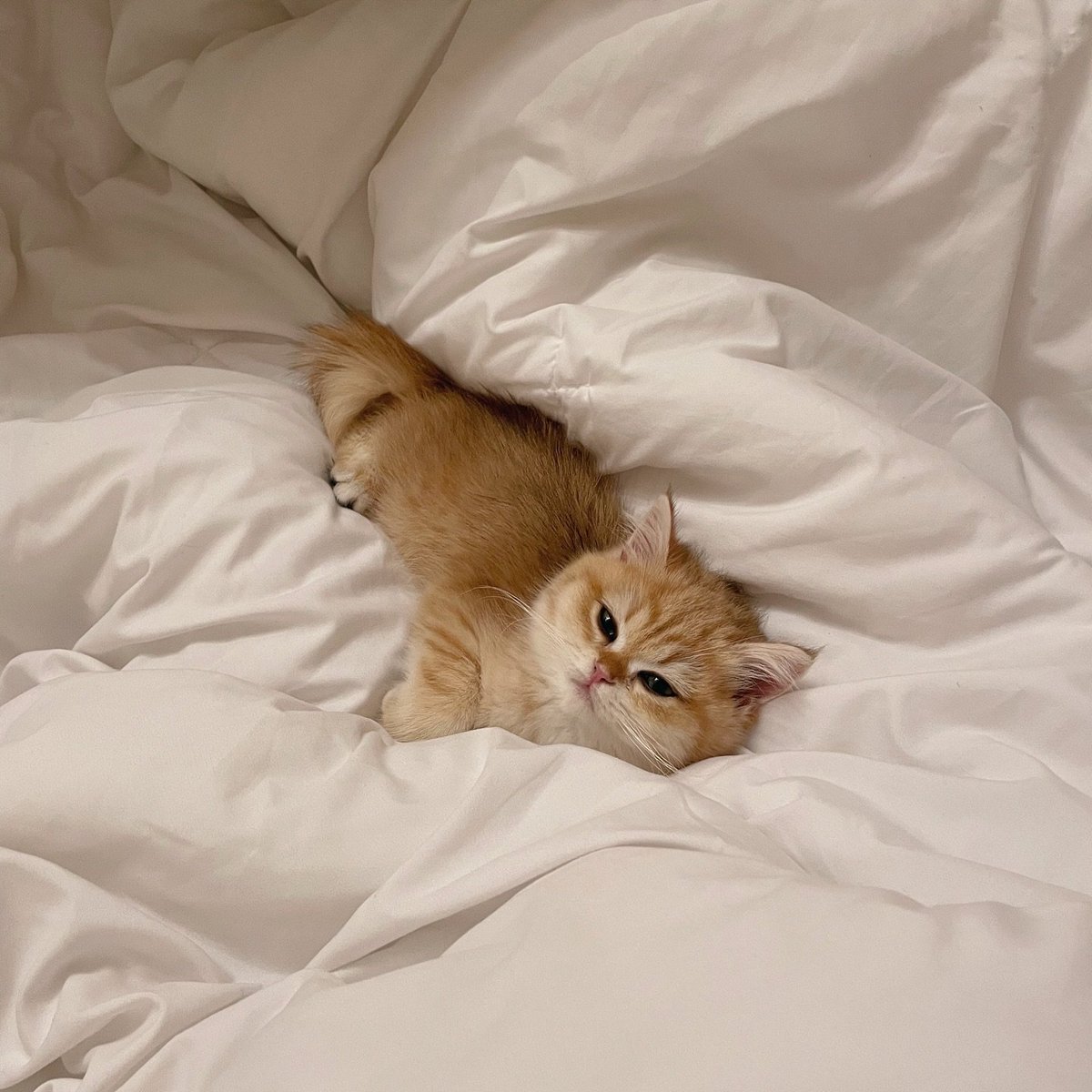 Cat 🐈 (@cutecatsmagic) on Twitter photo 