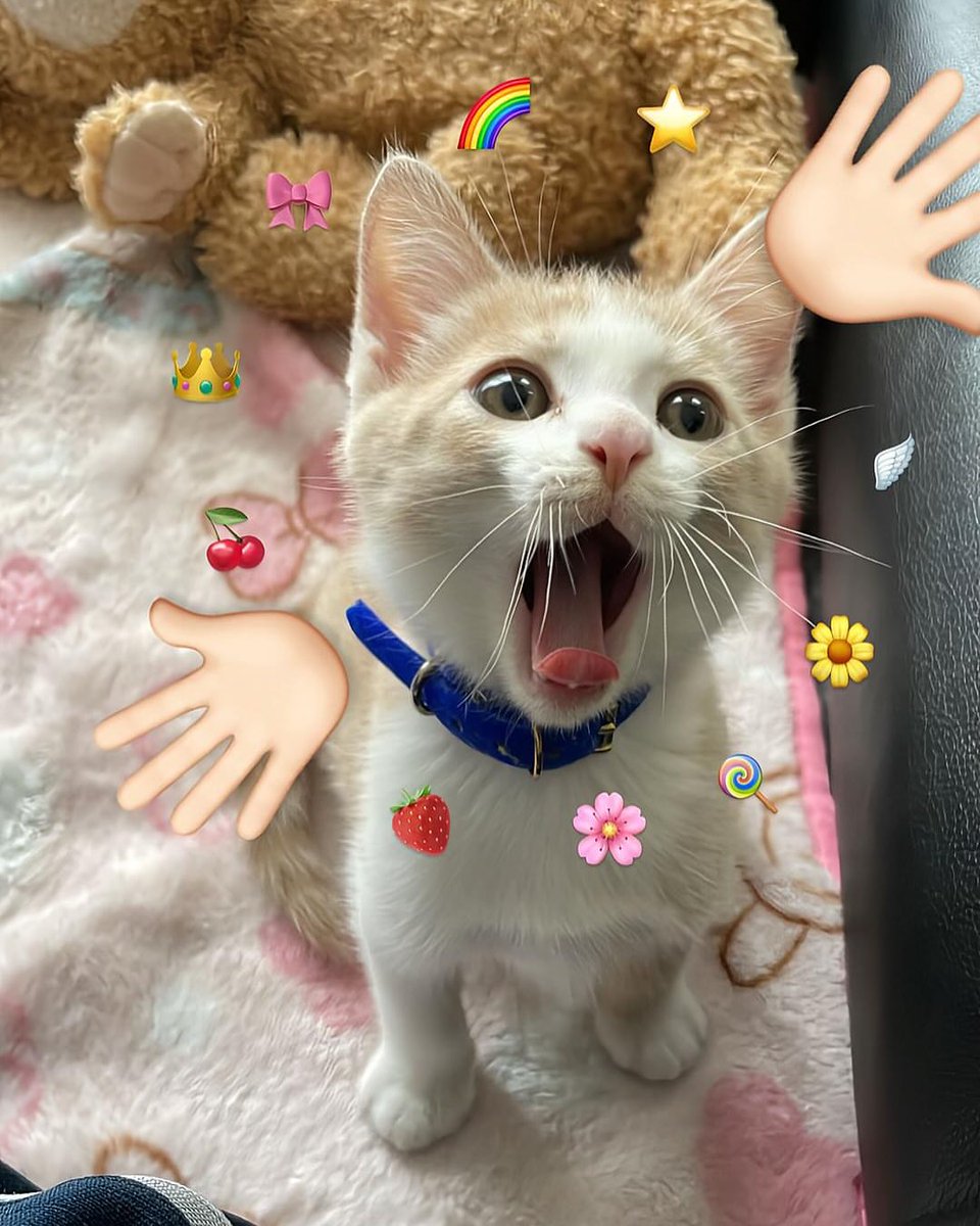 TheCatsX's tweet photo. peekaboo! https://t.co/23zJhTP2La