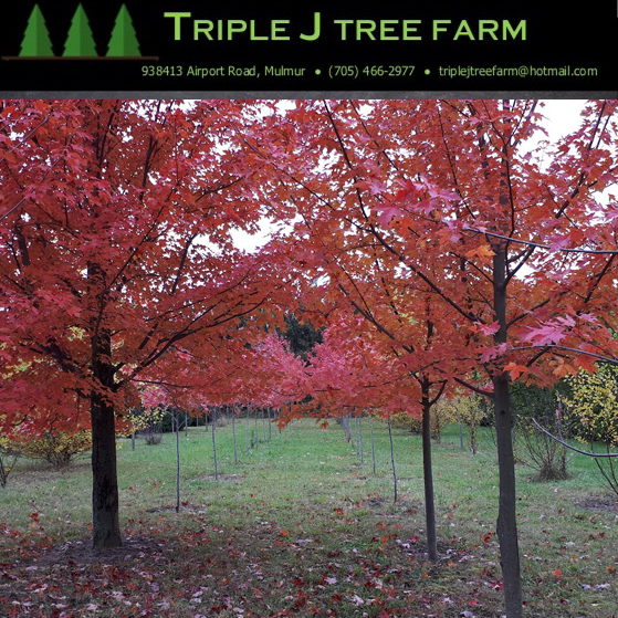 #nurserypartner #shoutout to  @Triple J Tree Farm Inc in Creemore, Ontario - one of our top 5 referring nursery partners!  Triple J is a landscaping &amp; design company and garden centre that grows over 50 varieties of deciduous and coniferous trees.