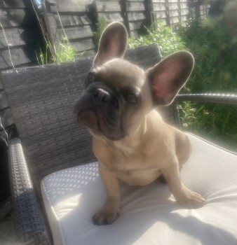 millypod1's tweet photo. MARLOW HOME SAFE. THANKS FOR RT's 😊🐕🐾
🆘6 MAY 2025 #Lost MARLOW #ScanMe
YOUNG Light Sandy Blue French Bulldog Male Charlieville Road #NorthumberlandHeath #Kent #DA8 South East London, #Erith
https://t.co/oV2539zDUo https://t.co/N0wpcMPw5V