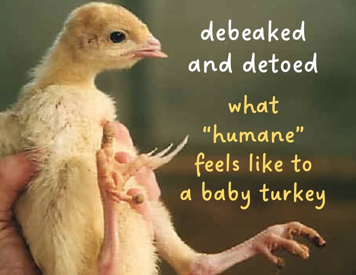 Ellie CG tweet media