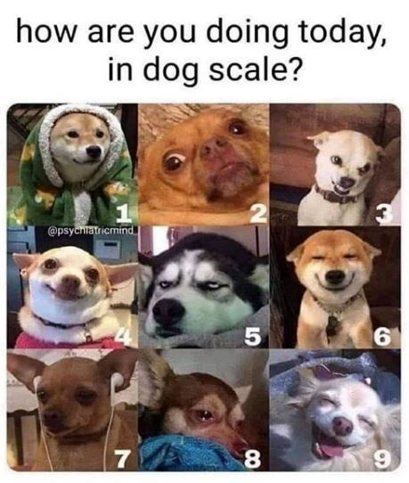 dondexbt's tweet photo. how are you today?
#dogcore https://t.co/qPZXeFRIKr
