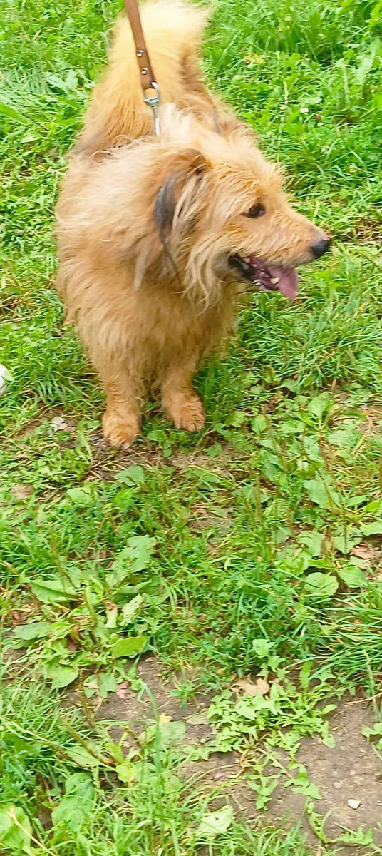 Mario🐶🙏🏡🆘Nikt go nie chce,nie dzwoni,omija w kojcu.Tylko dlaczego⁉️Jest przecież piękny,młody, łagodny,kochany.Cierpi z tej samotności,nudy, ciągłego hałasu😰💔
Schronisko Rudnik,świętokrzyskie
535-361-111
602-398-230