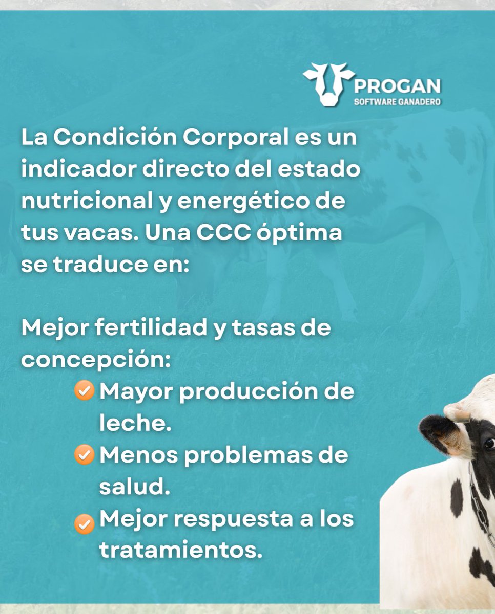 ProganSoftware's tweet image. ¿Sabes si tus vacas están en la condición corporal ideal? 🤔 La CCC es clave para salud, reproducción y leche. Con Progan, registra y sigue la CCC (escala 1-9) fácilmente. ¡Decisiones inteligentes para tu ganado! 🐄

#Progan #SoftwareGanadero #8May #FelizJueves #Papa #Colombia