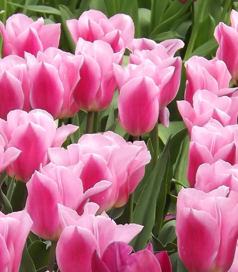 See what Mother's Day activities are going on this weekend in #Amsterdam #TheHague #Rotterdam and elsewhere in Holland... expatinfoholland.nl/events/netherl…