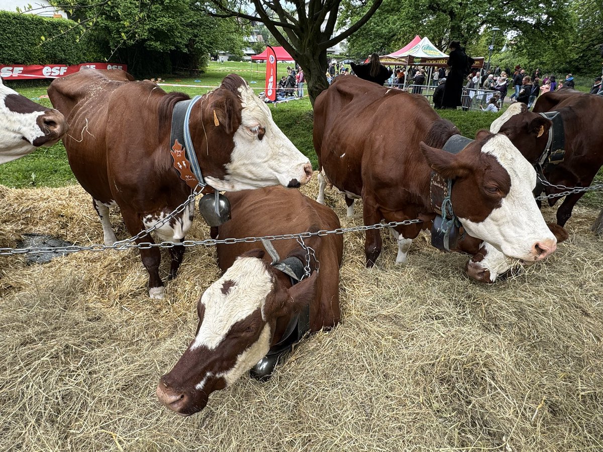 [ A G R I C U L T U R E ]
La Printemps du #Reblochon de Savoie AOP à #Annecy