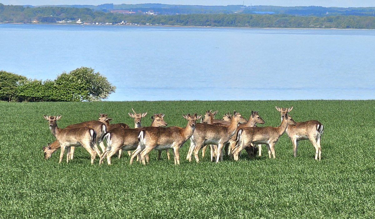 Udsigten mod Fyn var okay i dag 🥰